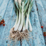 Natsuyo Green Onion