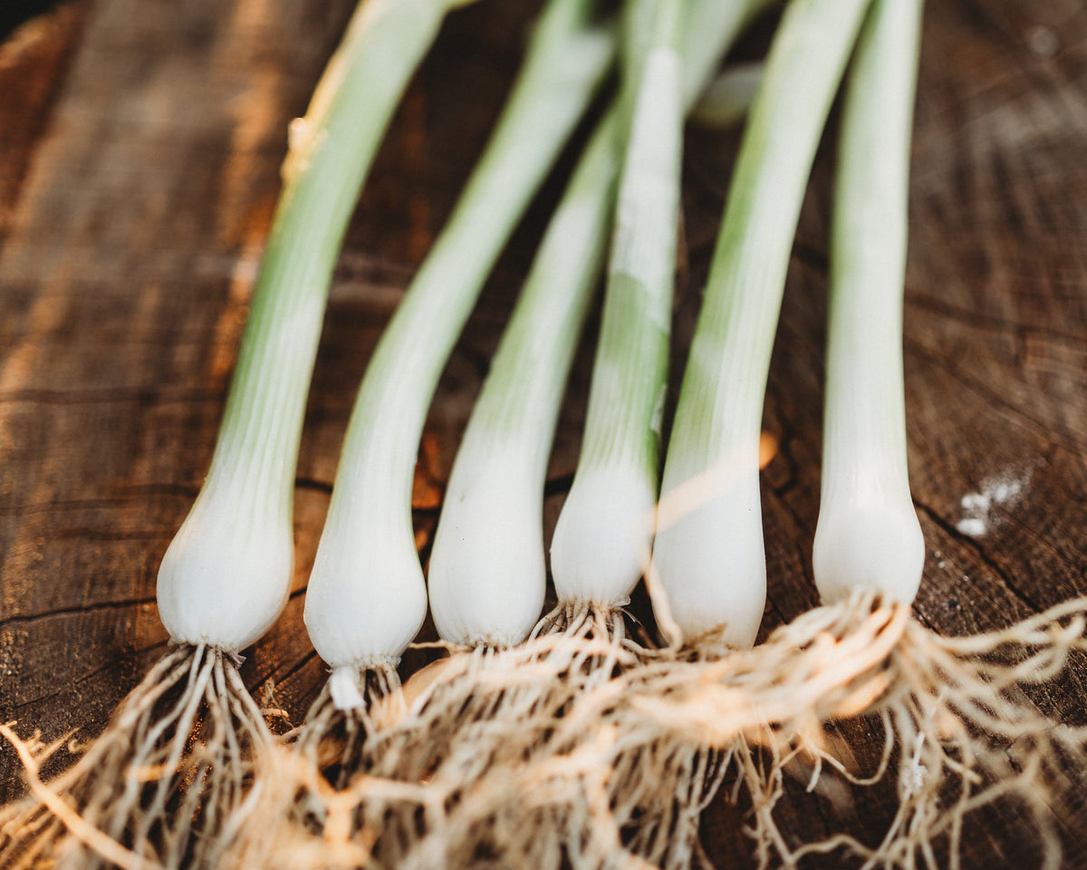 Natsuyo Green Onion