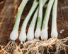 Natsuyo Green Onion
