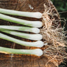 Natsuyo Green Onion