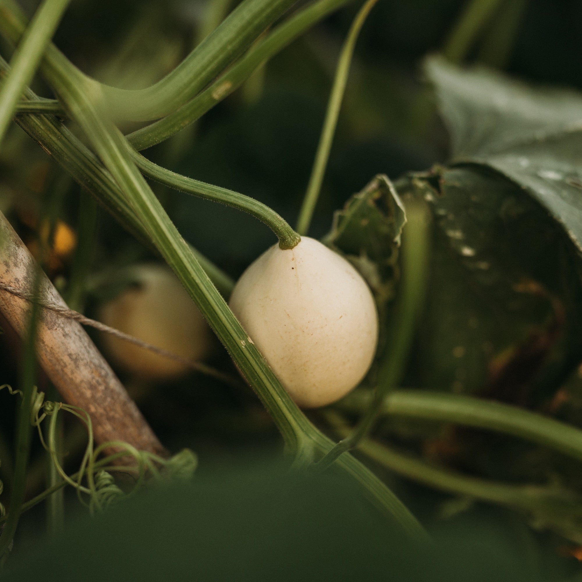 plant gourd seeds Nest Egg Gourd
