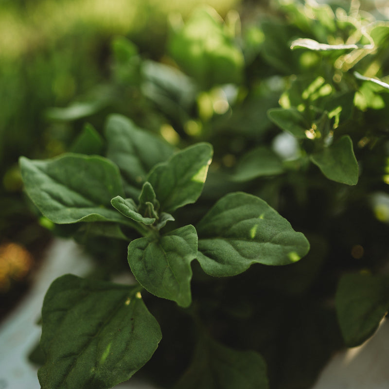 New Zealand Spinach