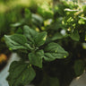 New Zealand Spinach