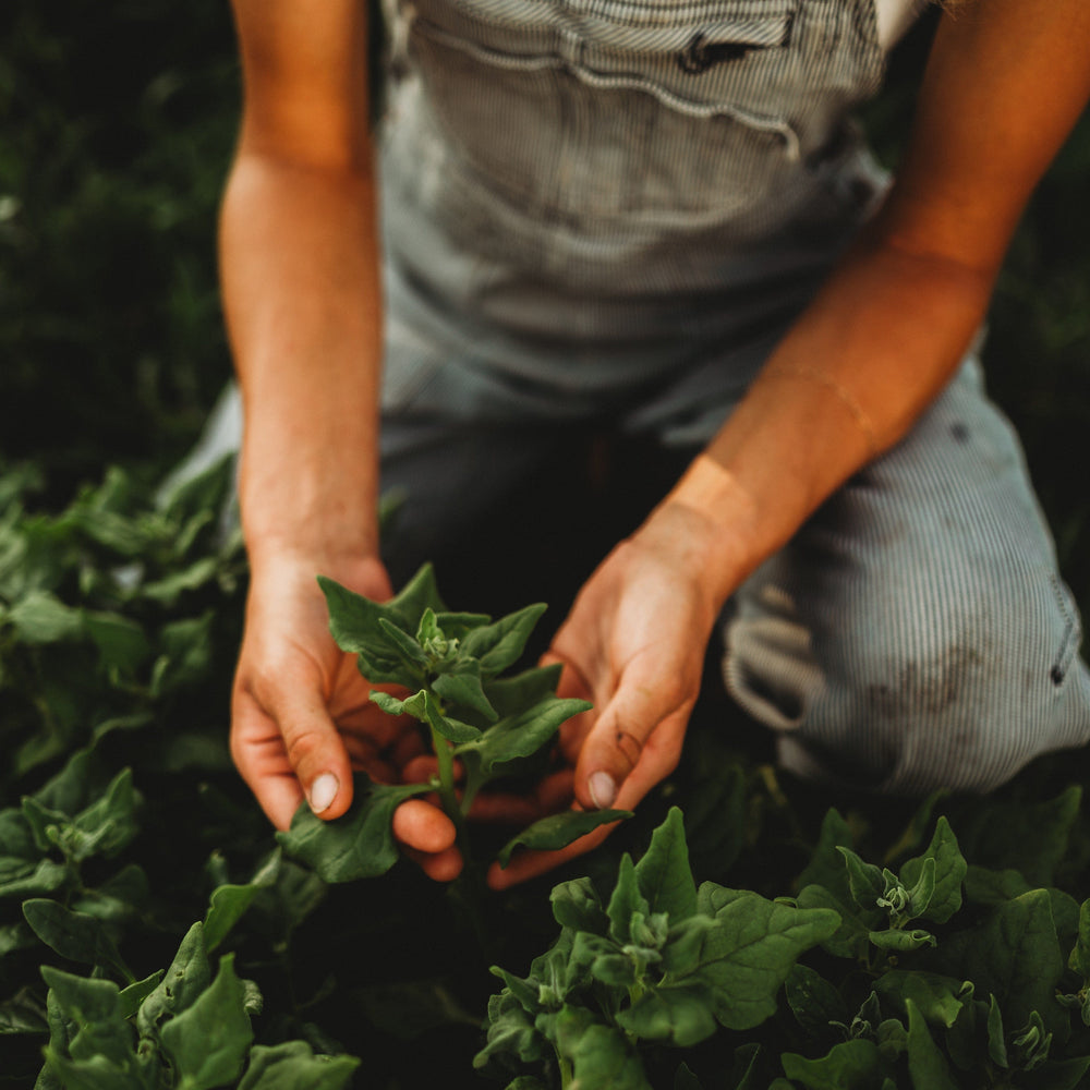 New Zealand Spinach