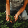 New Zealand Spinach