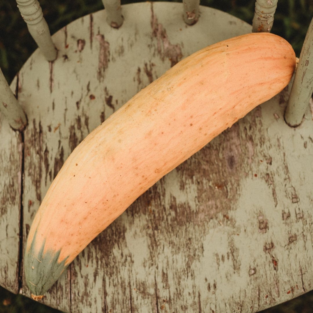 North Georgia Candy Roaster Squash