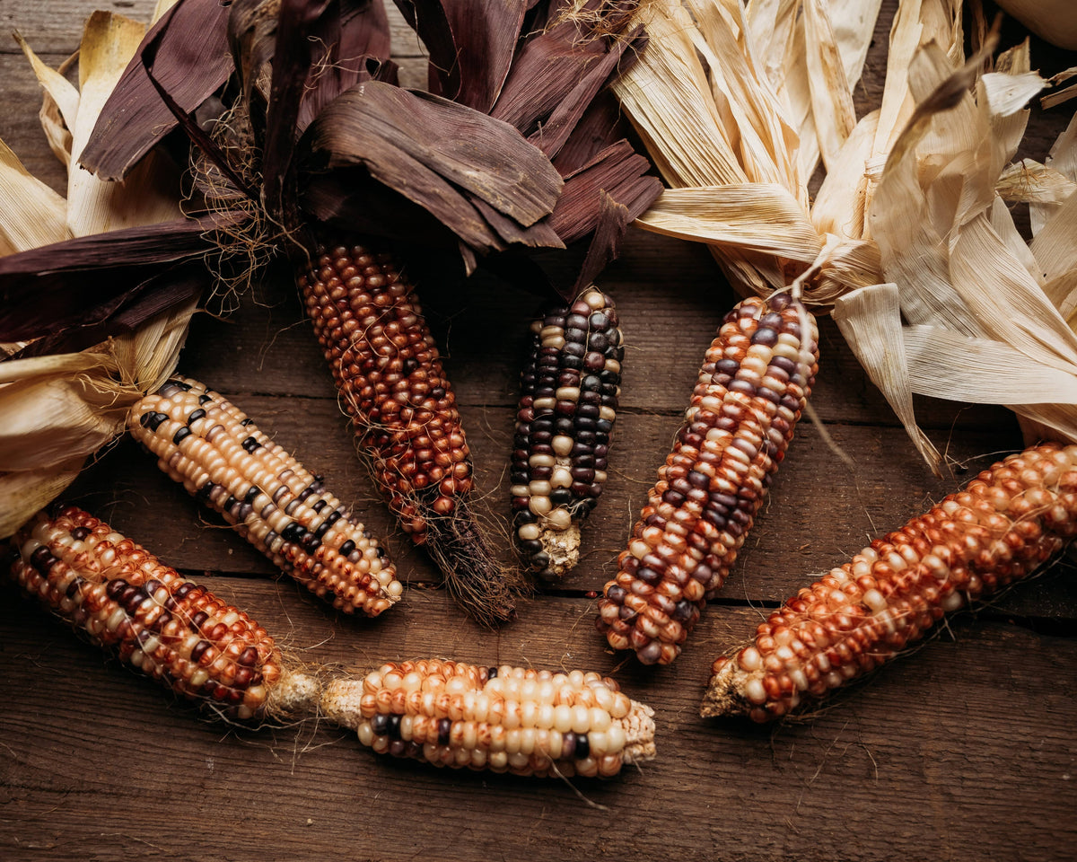 Northern Ute Flint Corn