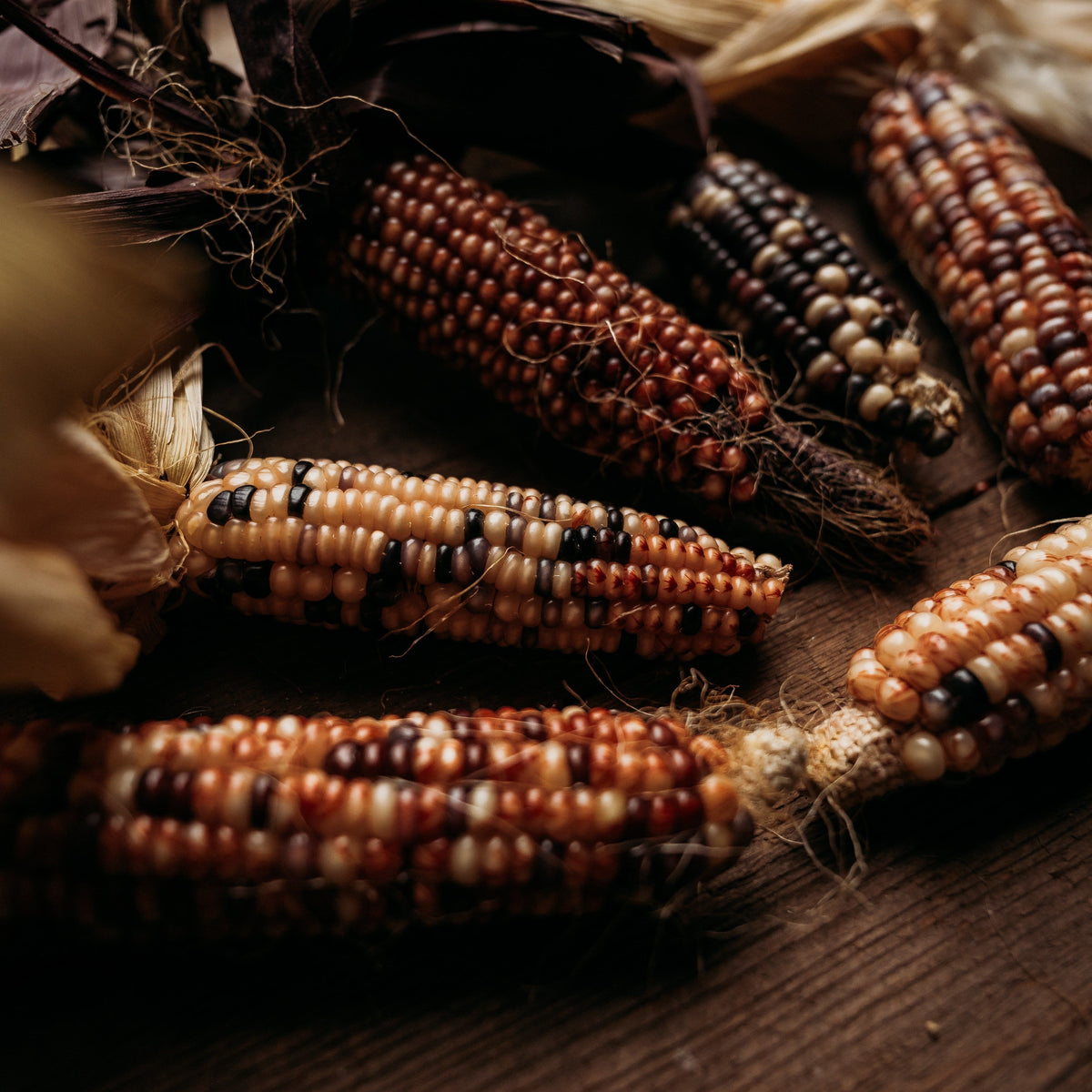 Northern Ute Flint Corn