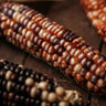 Northern Ute Flint Corn