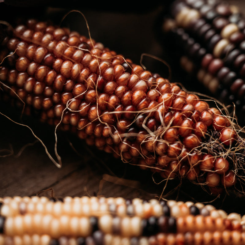 Northern Ute Flint Corn