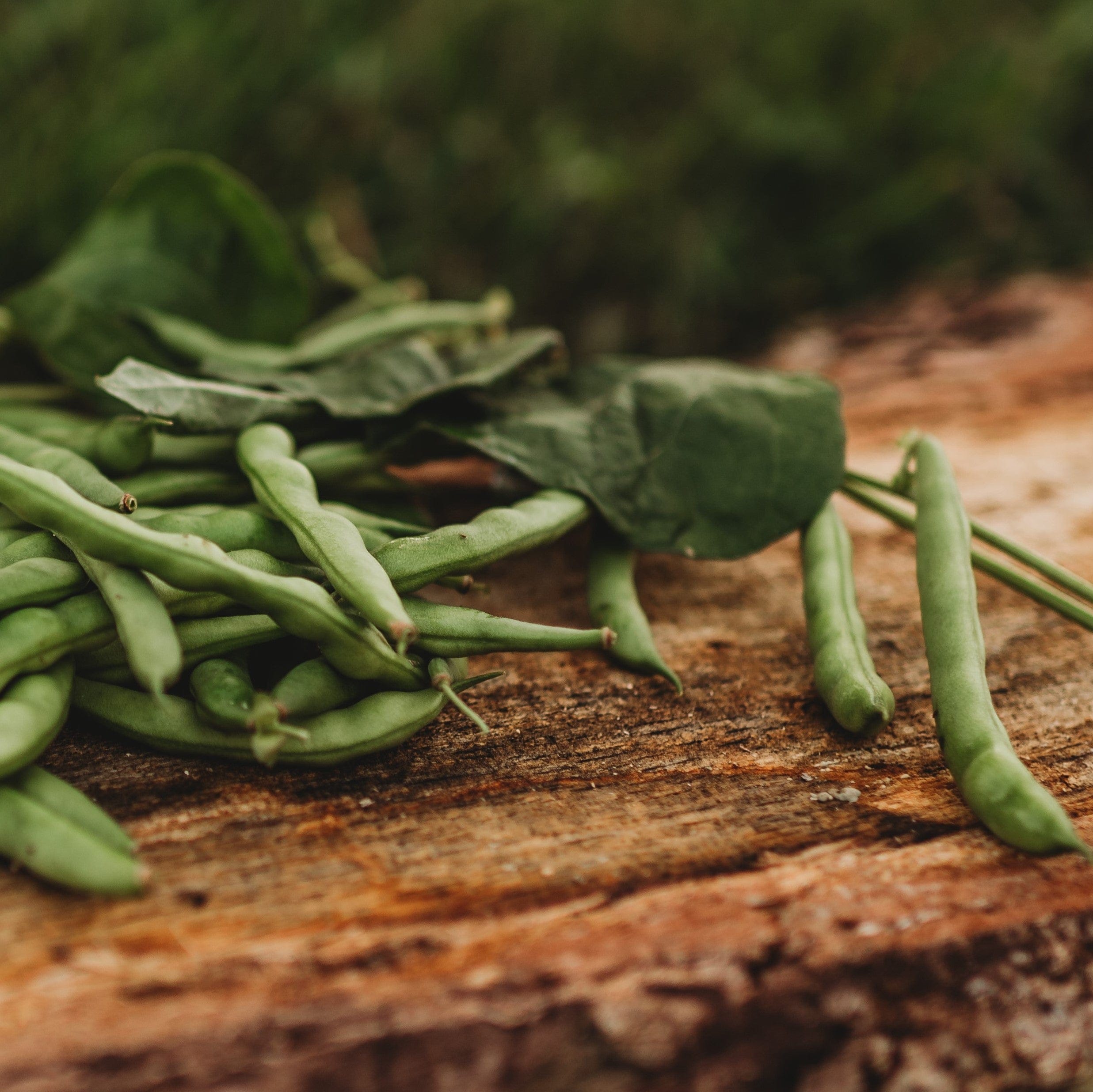 Ogle Family Cut Short Bean Seeds