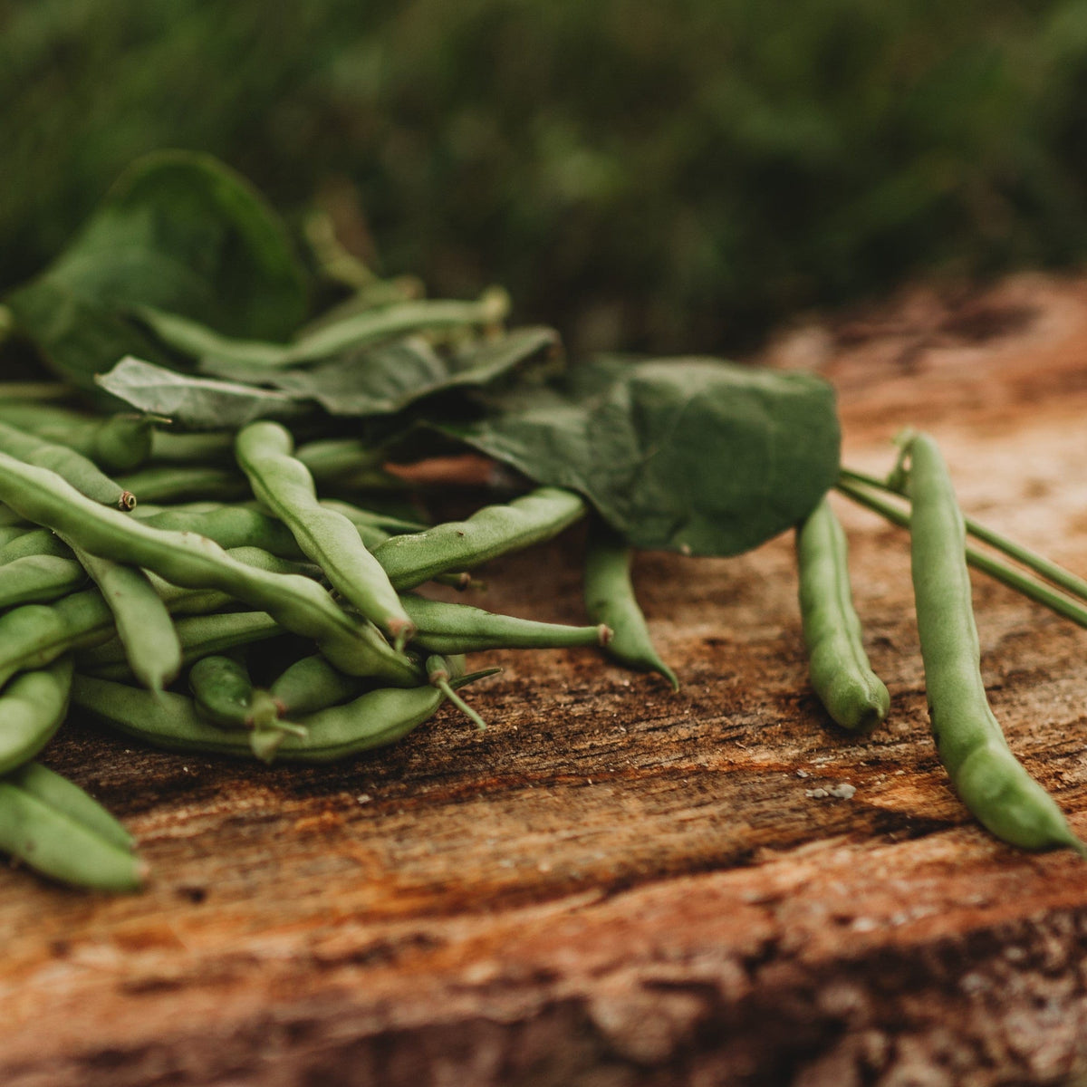 Ogle Family Cut Short Bean