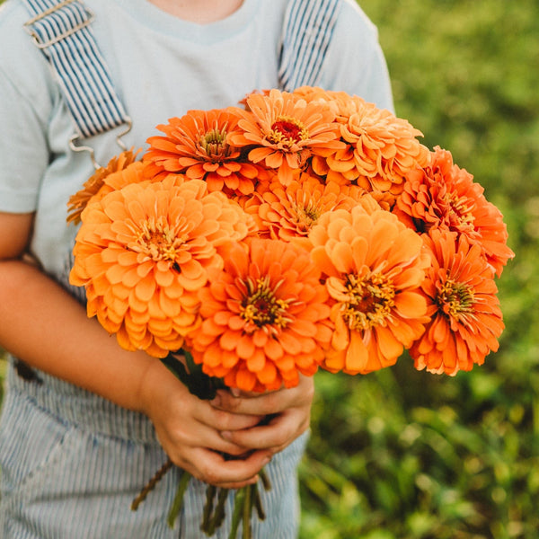 kings flower seeds Orange King Zinnia