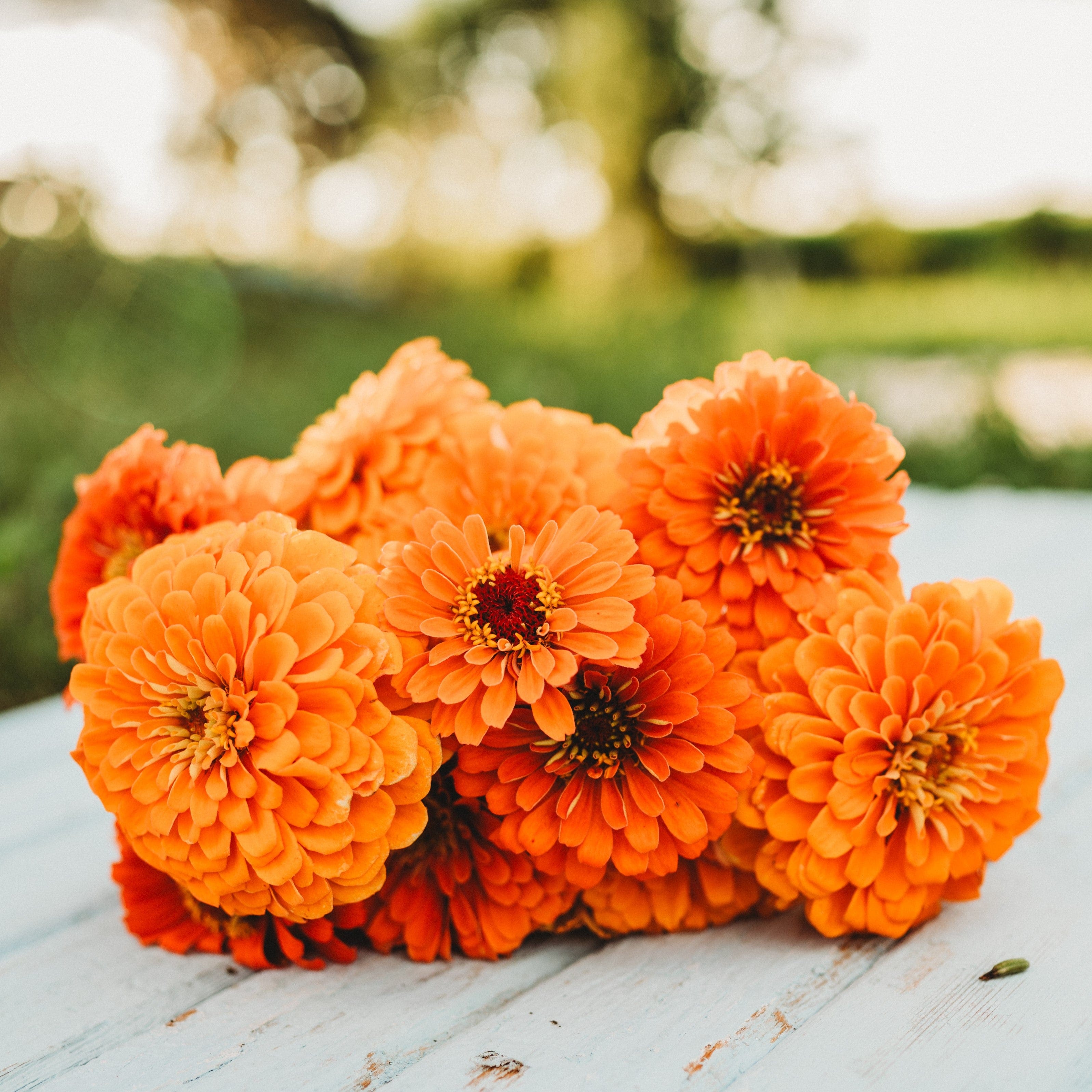 Orange King Zinnia - Thresh Seed Co.