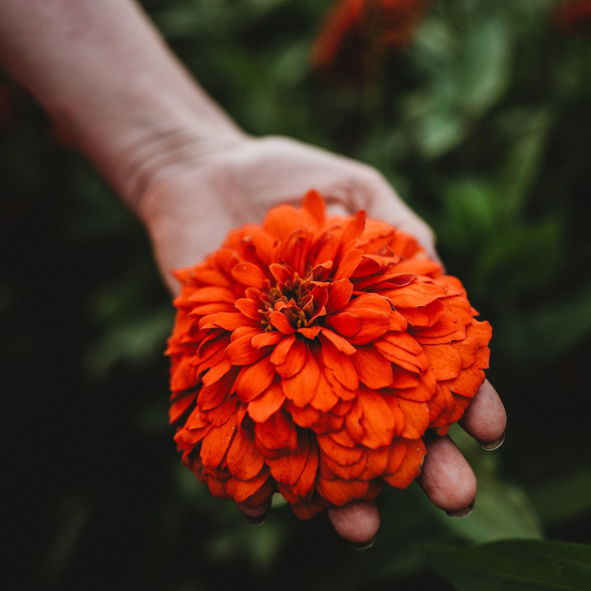 Orange King Zinnia