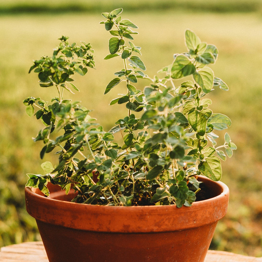 oregano succulent Oregano, Common