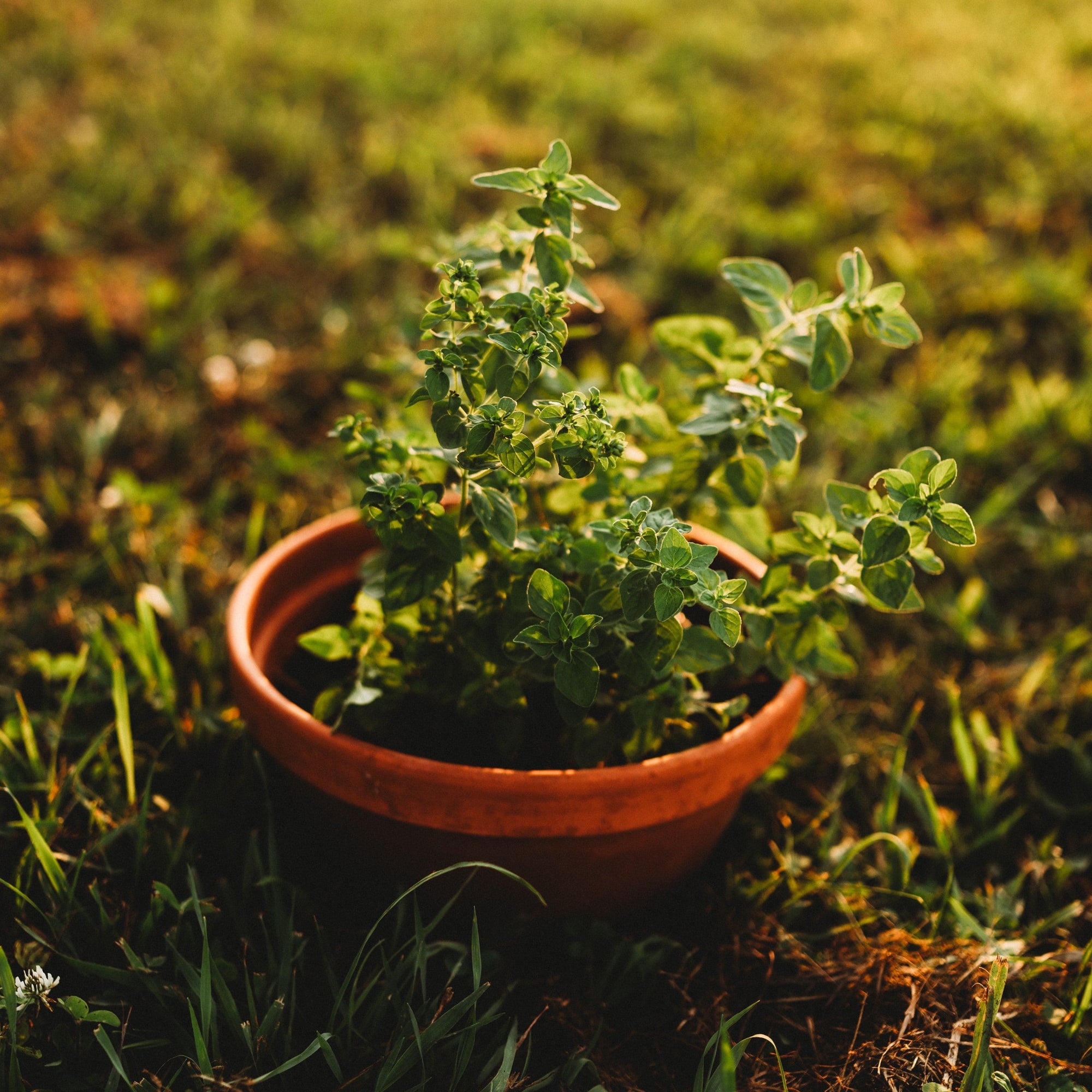 planting oregano seeds in pots Oregano, Common