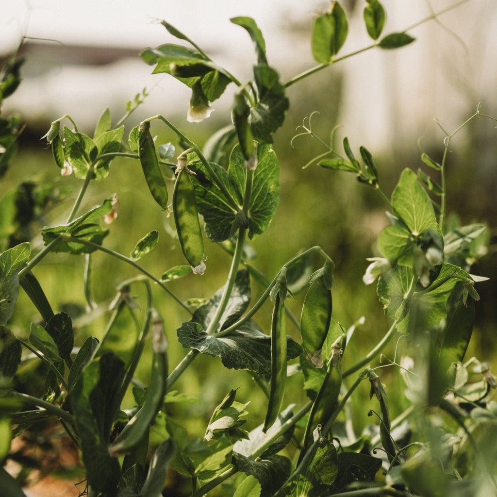 Oregon Sugar Pod II Snow Pea Seeds