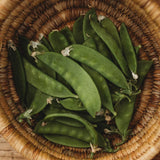 Oregon Sugar Pod II Snow Pea Seeds