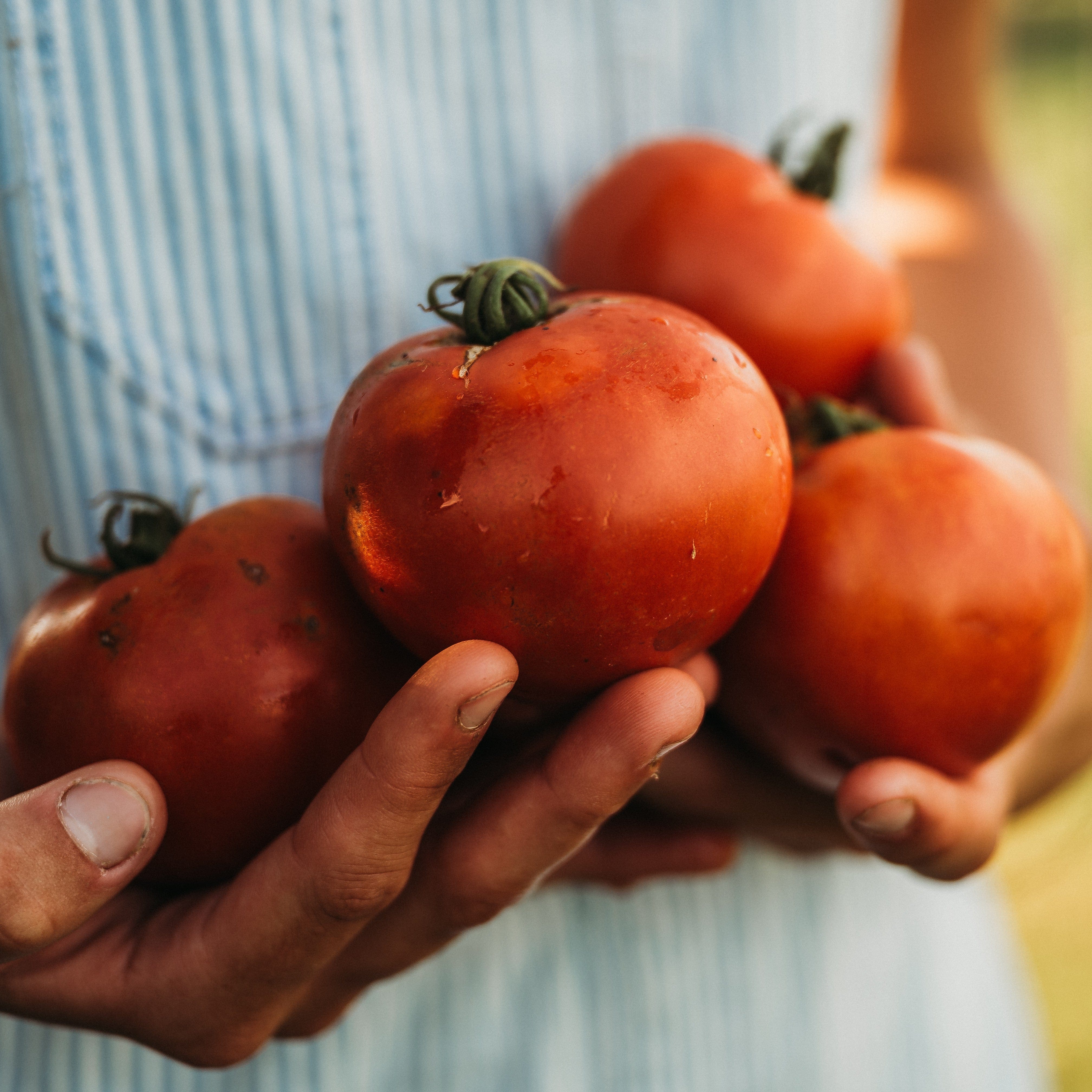Orenburg Giant Tomato - Thresh Seed Co.