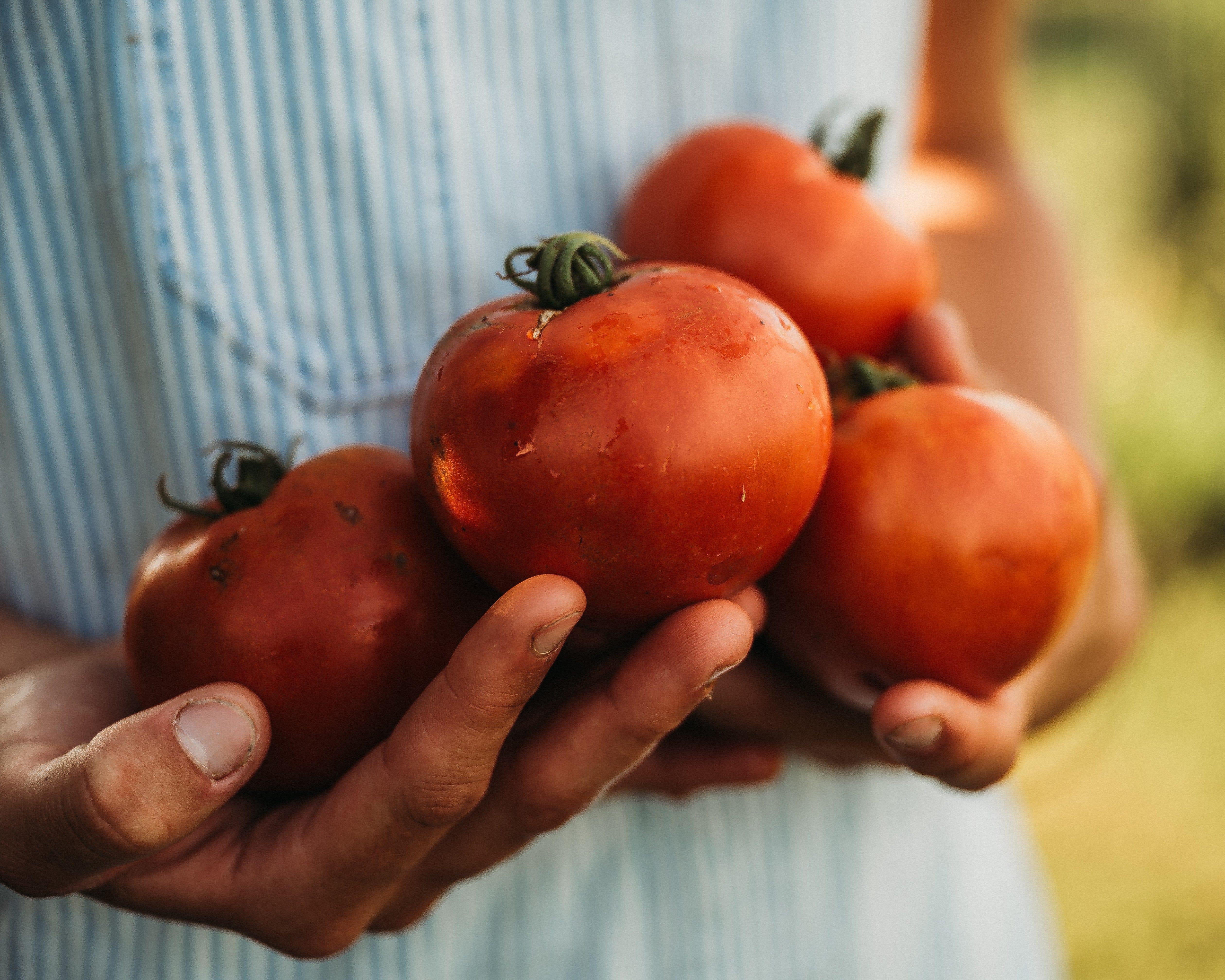 Orenburg Giant Tomato - Thresh Seed Co.