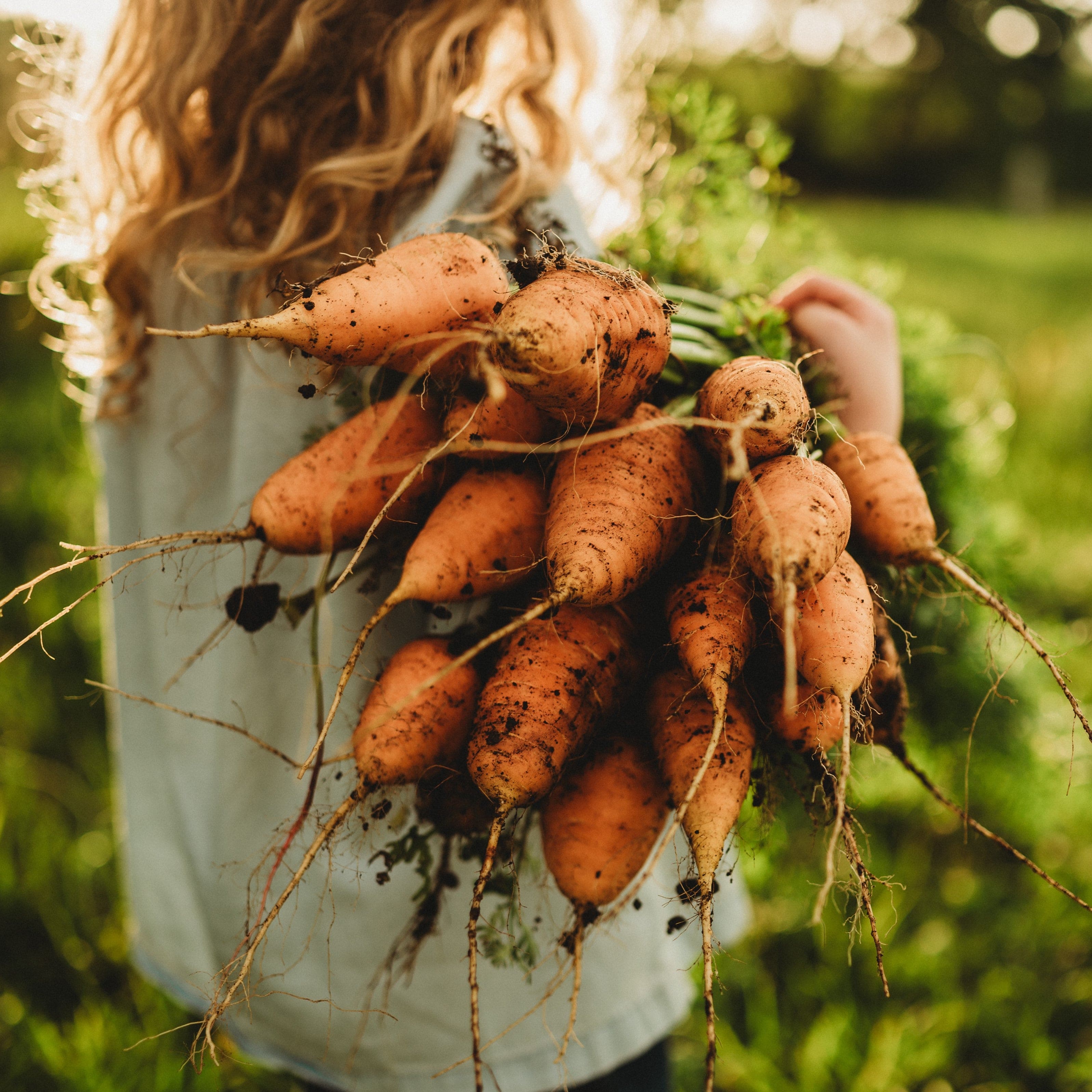 Oxheart (Guerande) Carrot Seeds