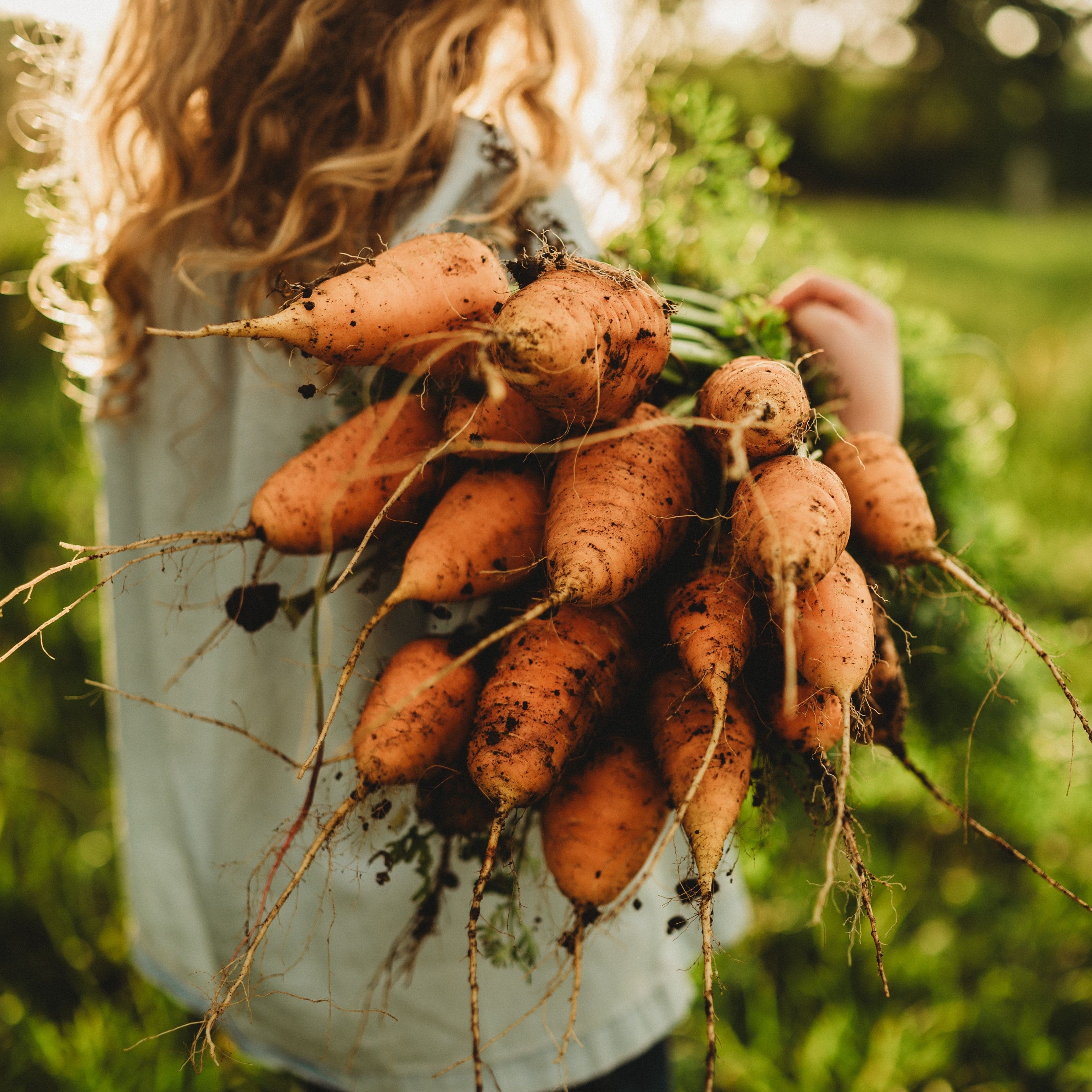 Oxheart (Guerande) Carrot