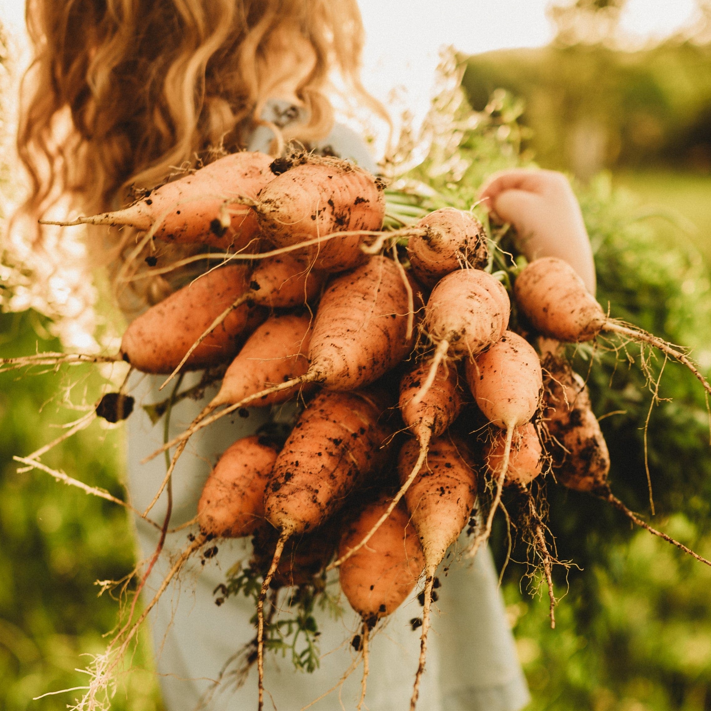 Oxheart (Guerande) Carrot Seeds