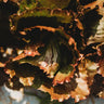 Pablo Heading Lettuce