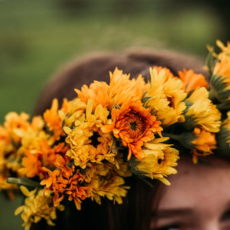 Pacific Beauty Calendula