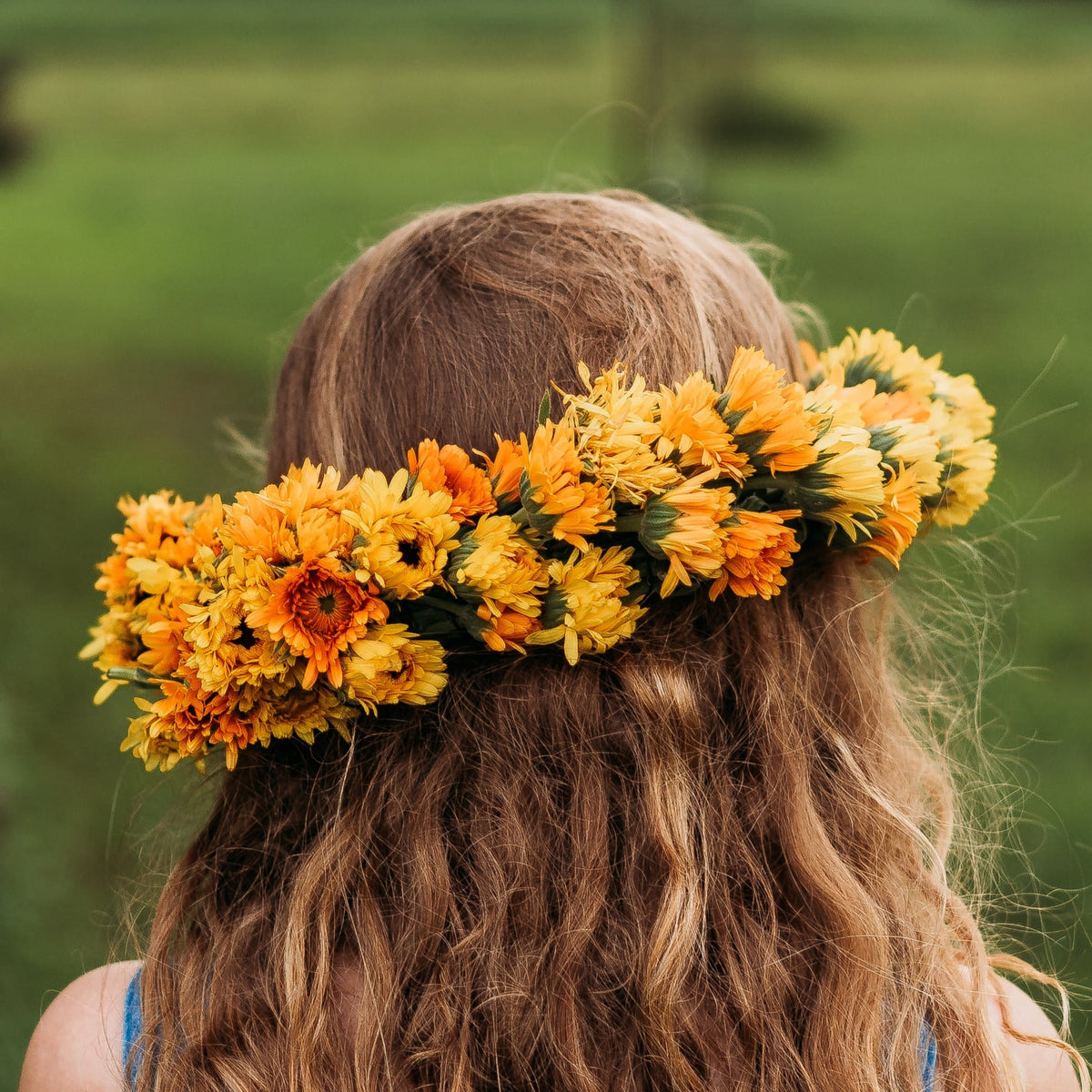 Pacific Beauty Calendula