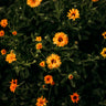 Pacific Beauty Calendula