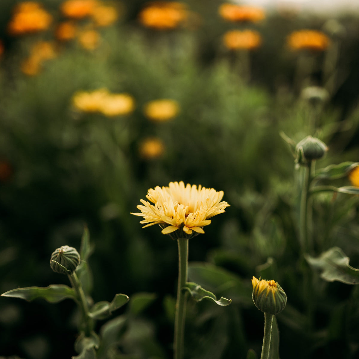 Pacific Beauty Calendula