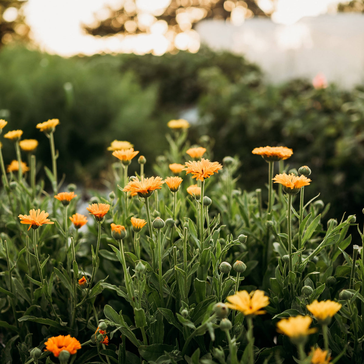 Pacific Beauty Calendula