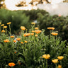 Pacific Beauty Calendula