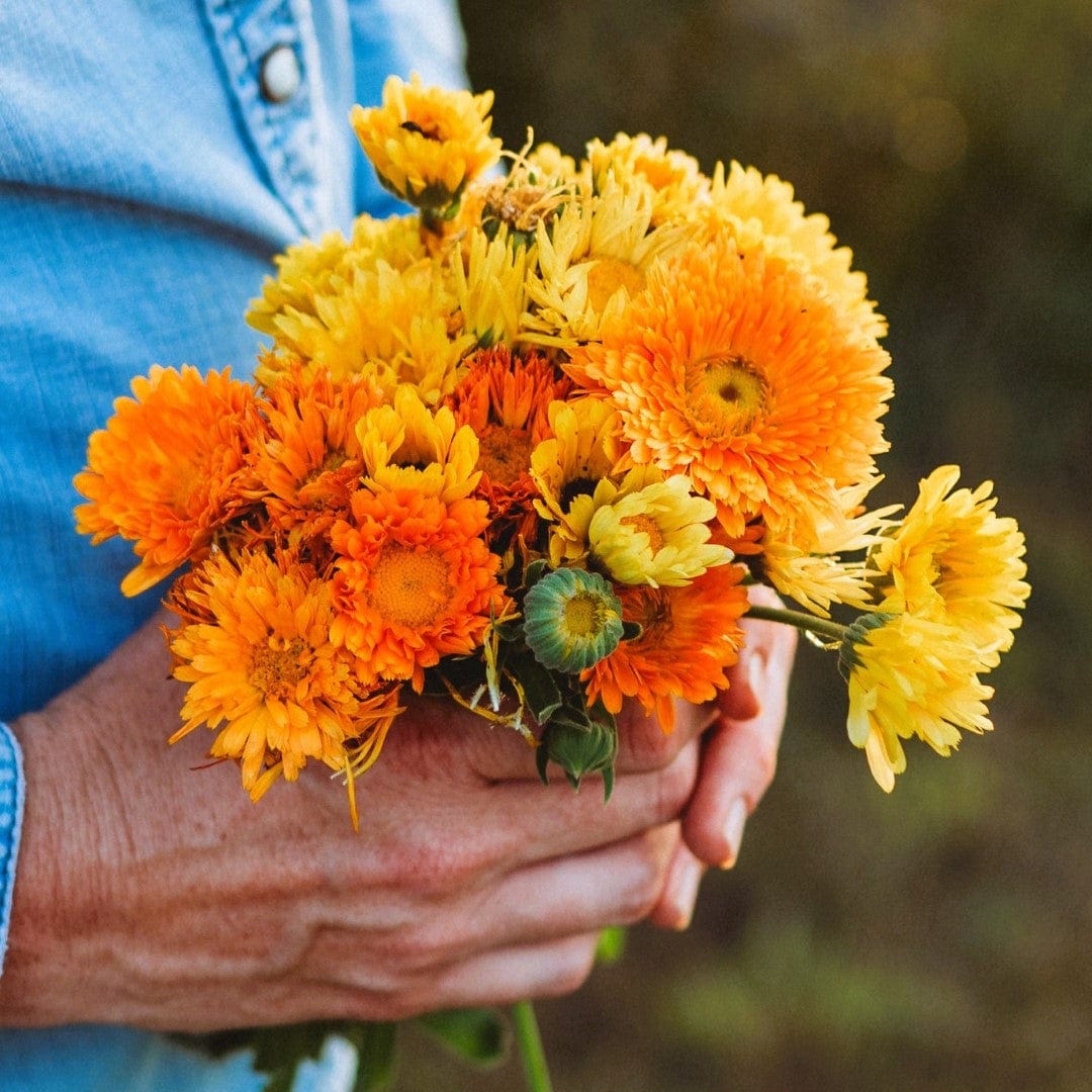 Pacific Beauty Calendula