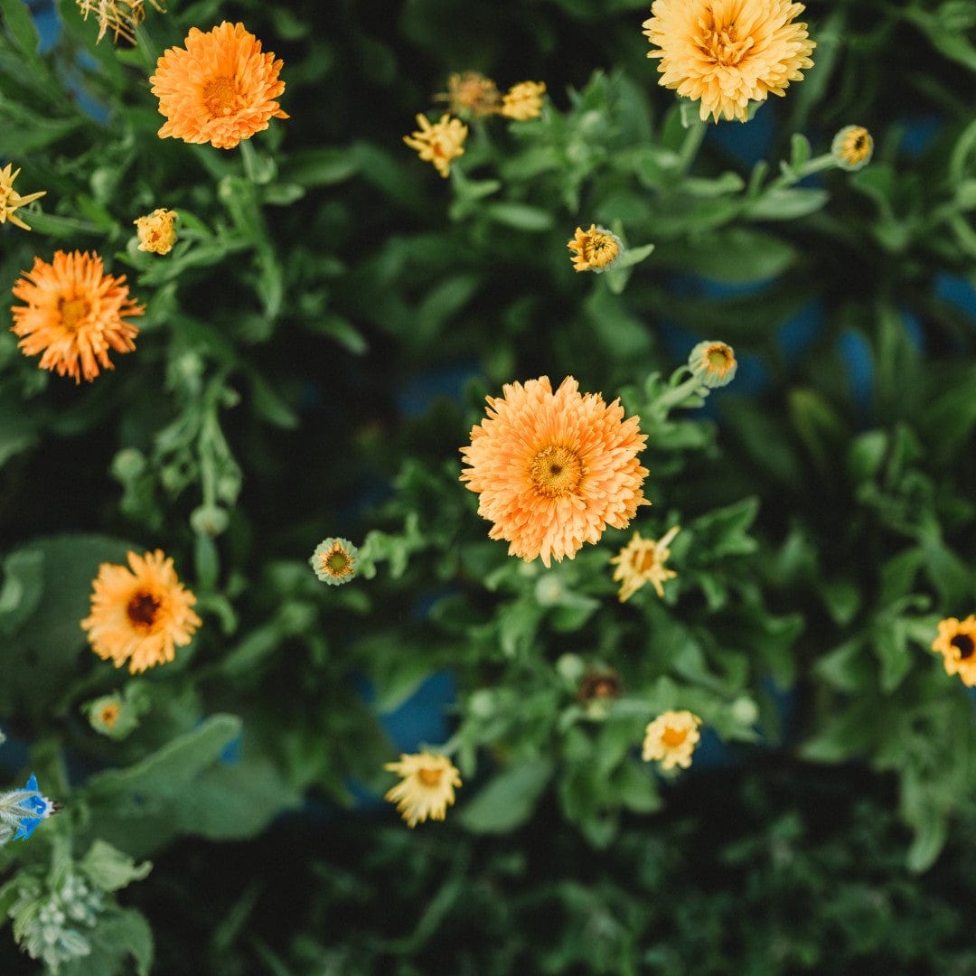 Pacific Beauty Calendula