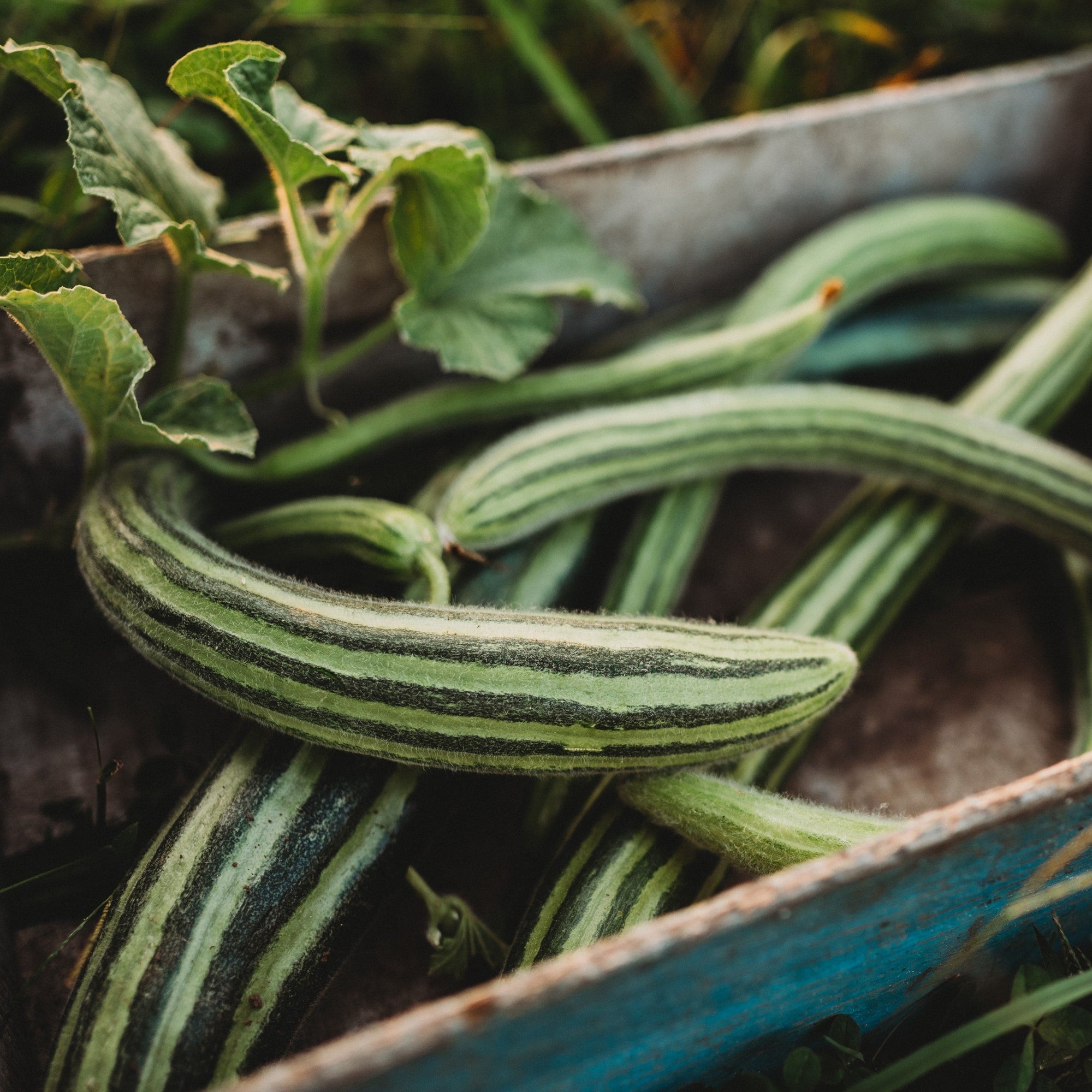 snake melon plant Painted Serpent Cucumber, Packet (25 Seeds)