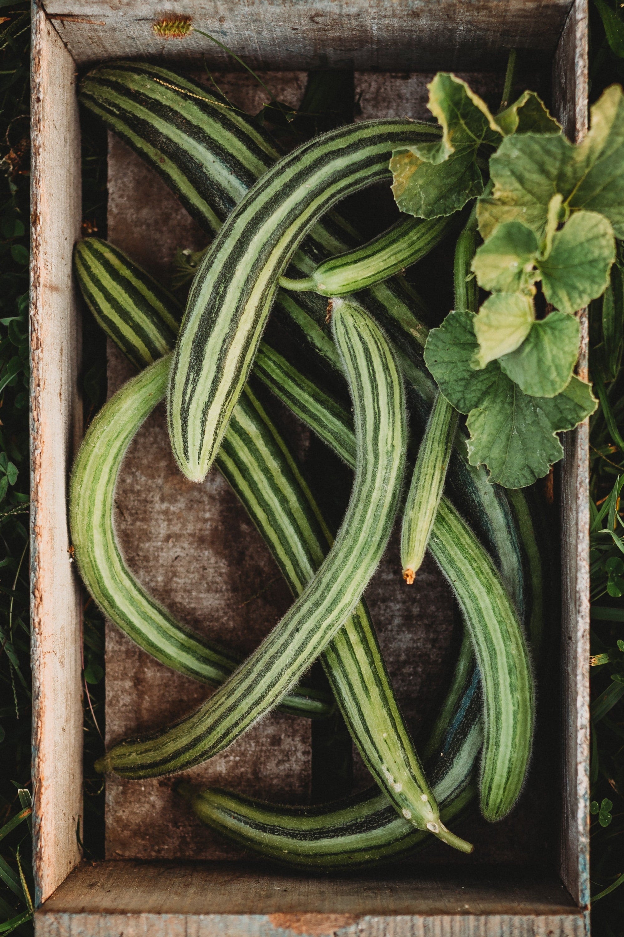 snake cucumber plant Painted Serpent Cucumber, Packet (25 Seeds)