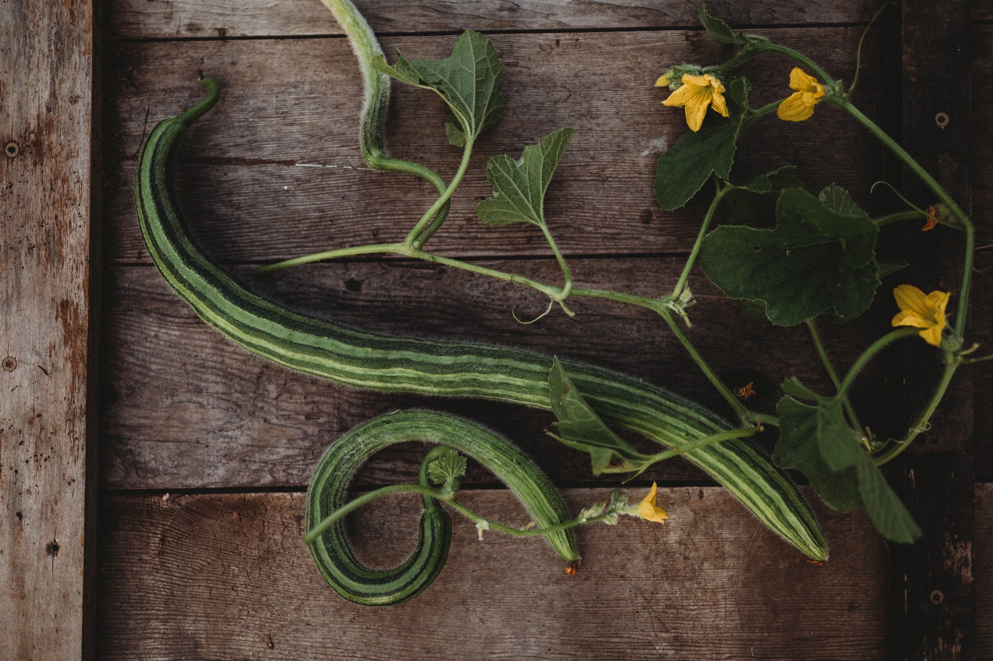 snake melon plant Painted Serpent Cucumber, Packet (25 Seeds)
