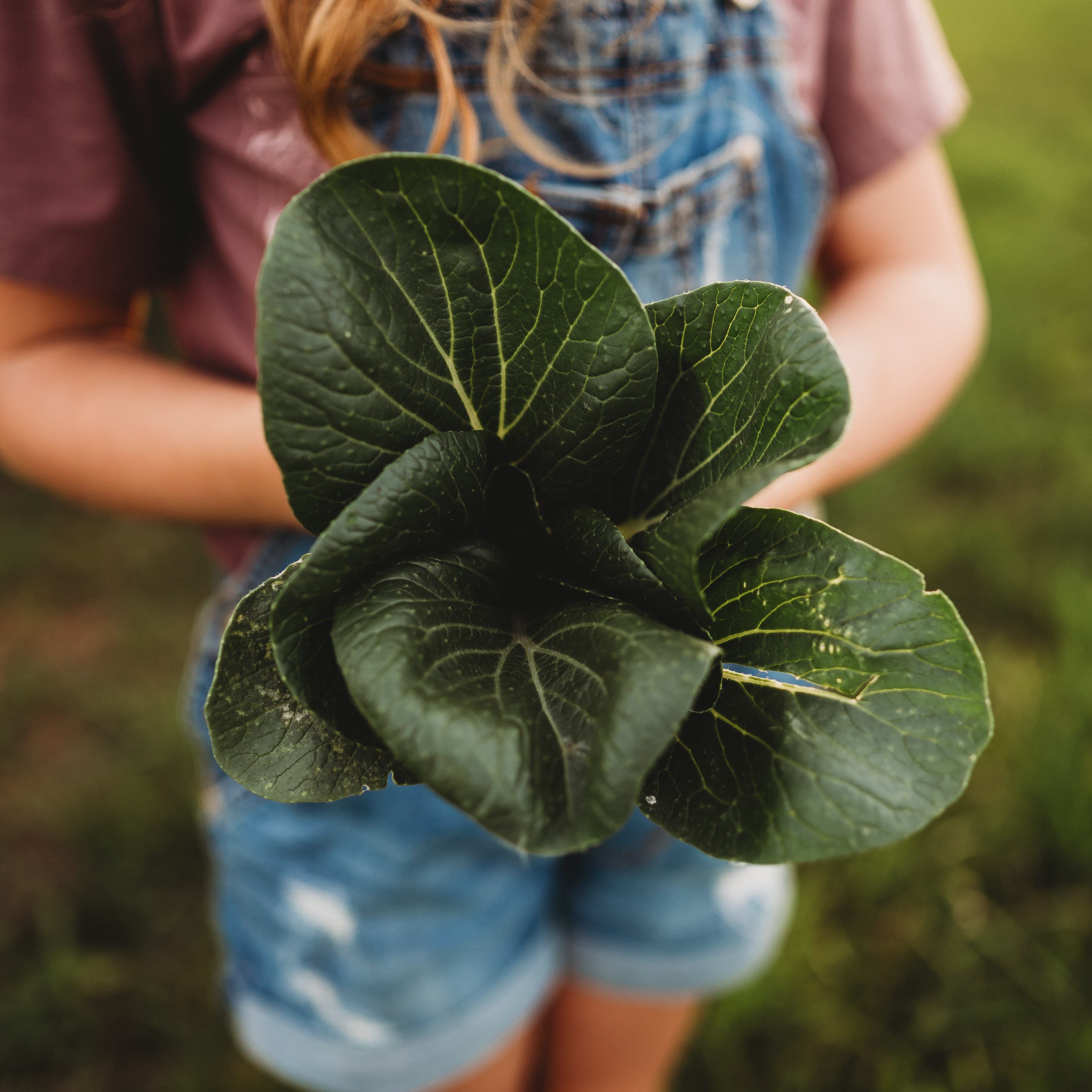 パクチーキング Pak Choi White Stem (Bok Choy) - Thresh Seed Co.
