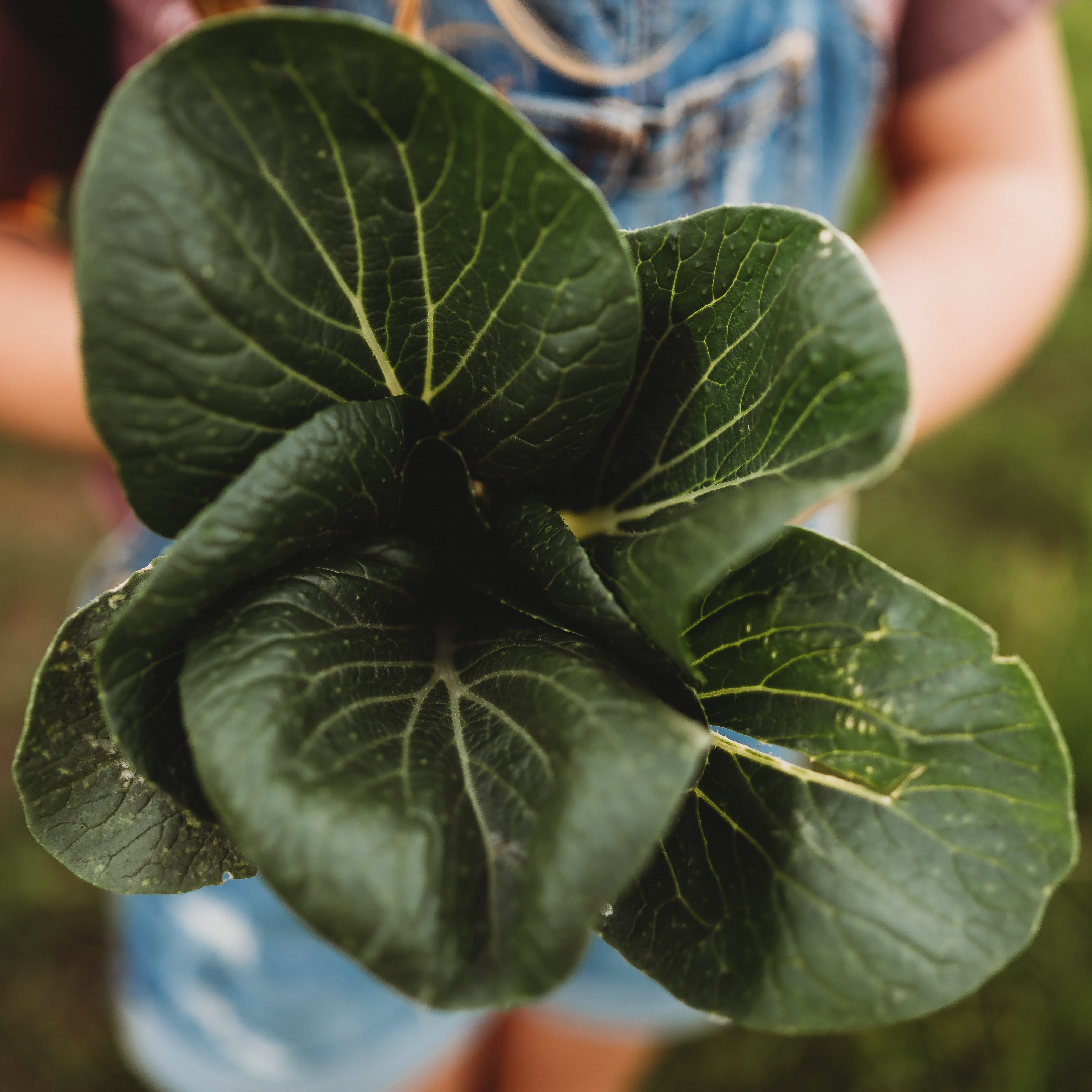 Pak Choi White Stem (Bok Choy) - Thresh Seed Co.