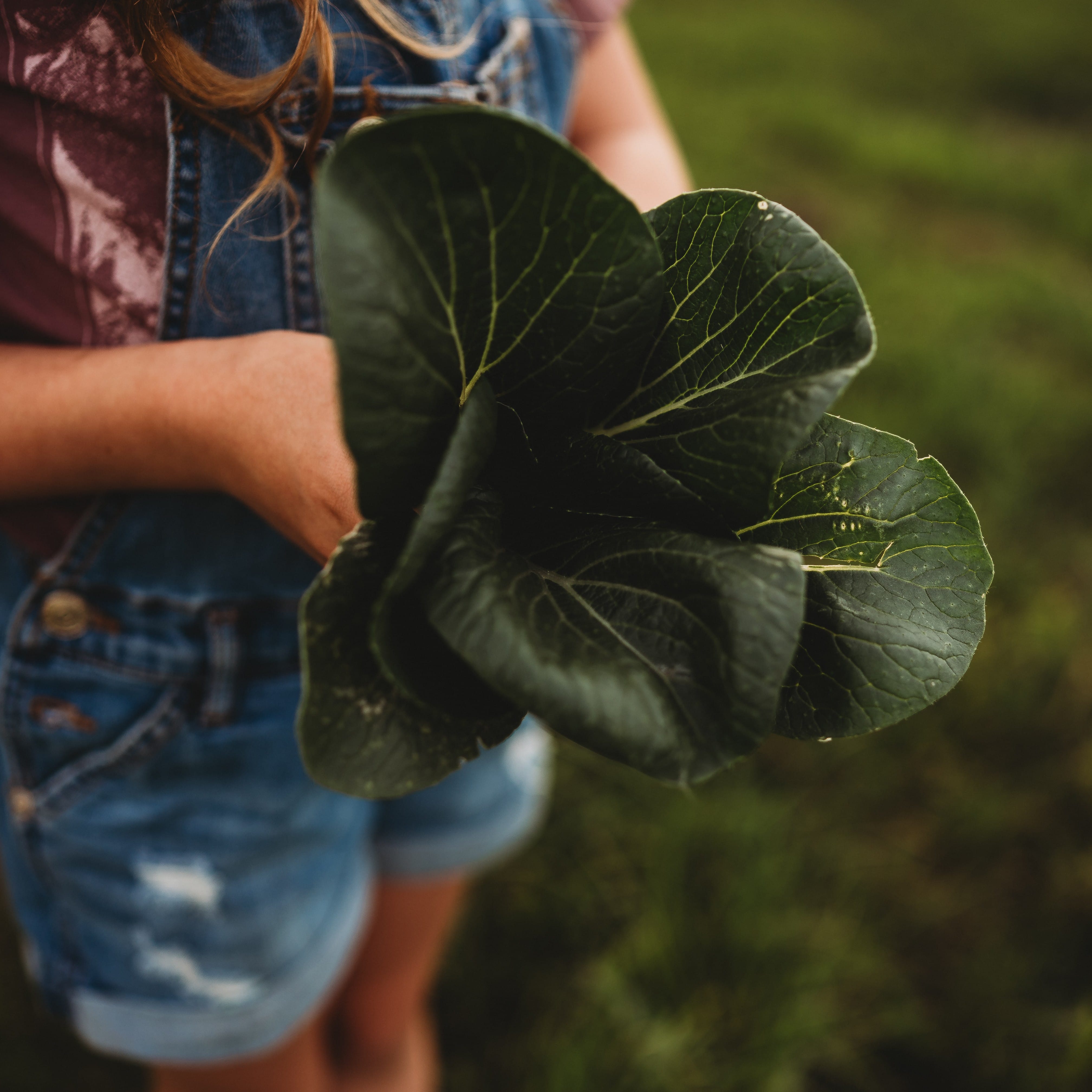 Pak Choi White Stem (Bok Choy) - Thresh Seed Co.