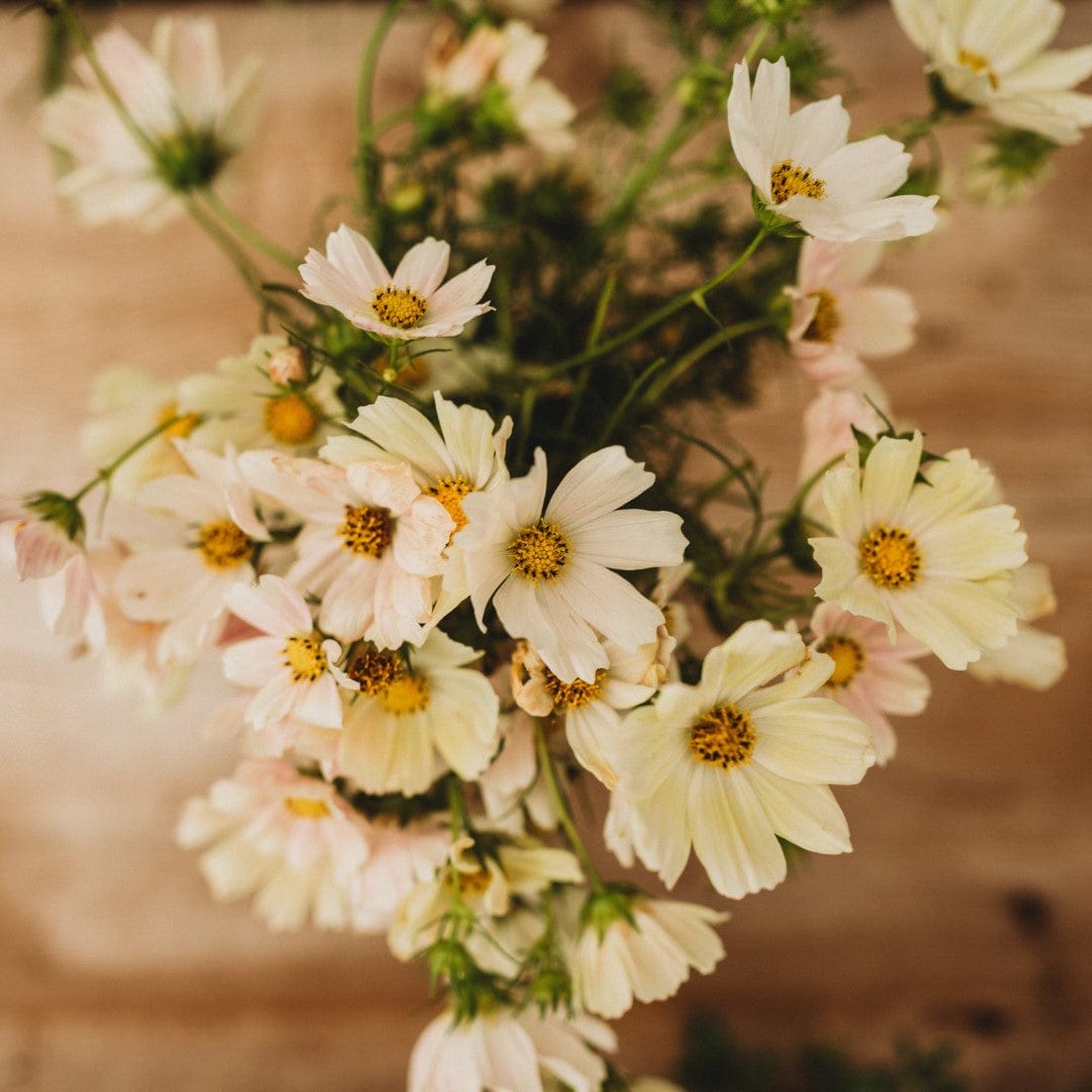 Pale Yellow Cosmos (Bipinnatus)