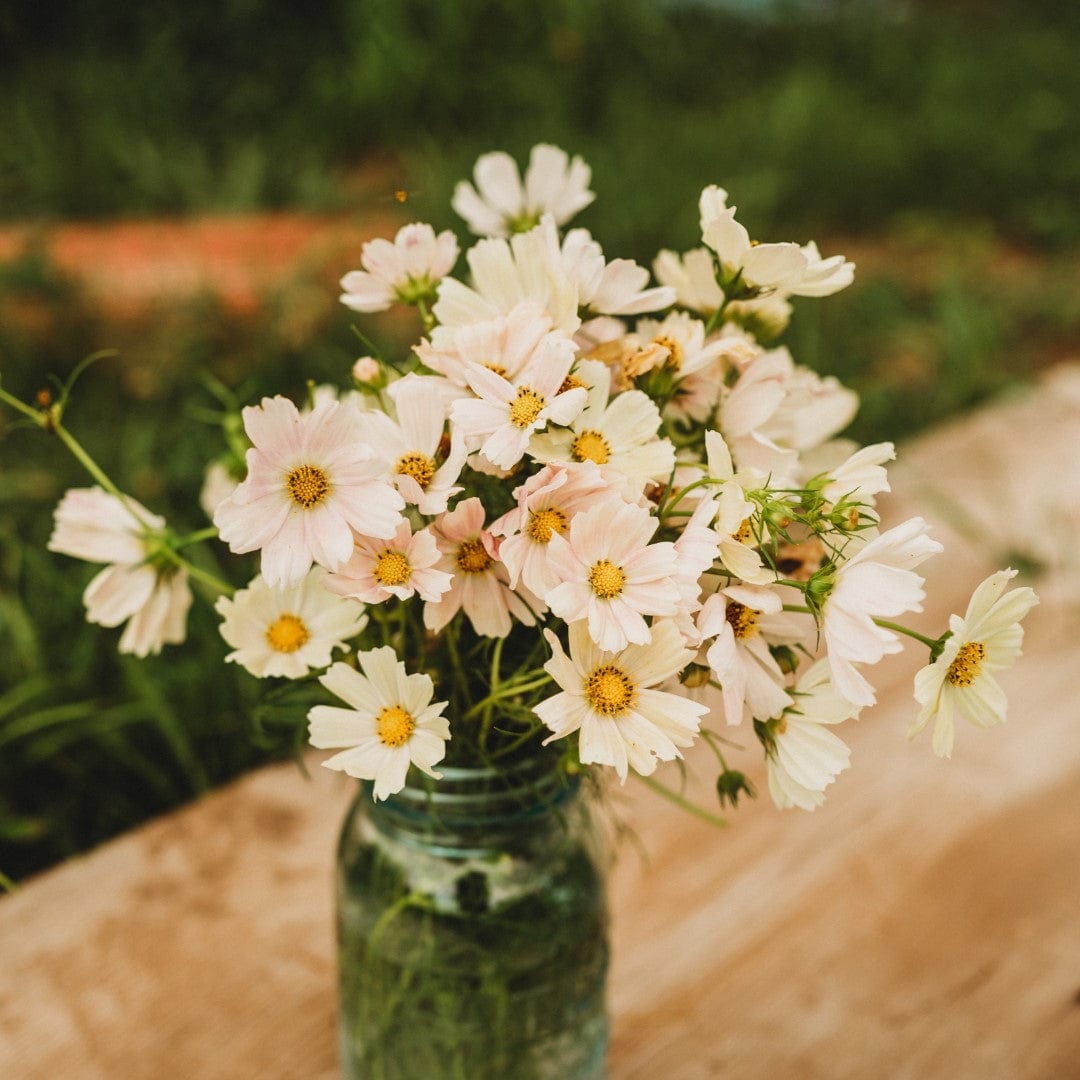 Pale Yellow Cosmos (Bipinnatus)