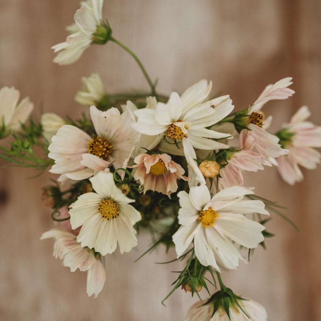 Pale Yellow Cosmos (Bipinnatus)