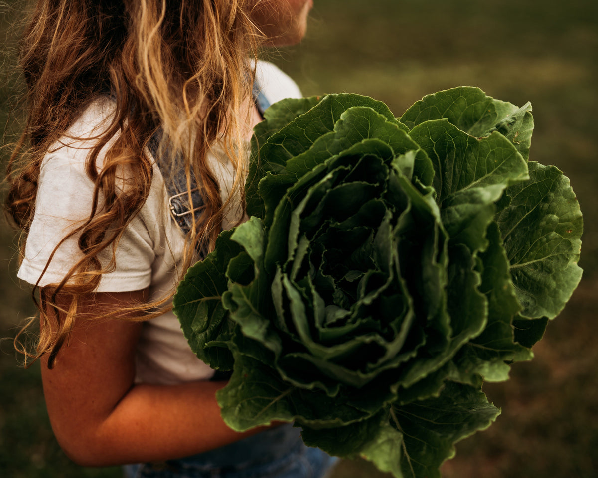 Parris Island Lettuce