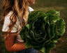 Parris Island Lettuce