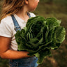 Parris Island Lettuce