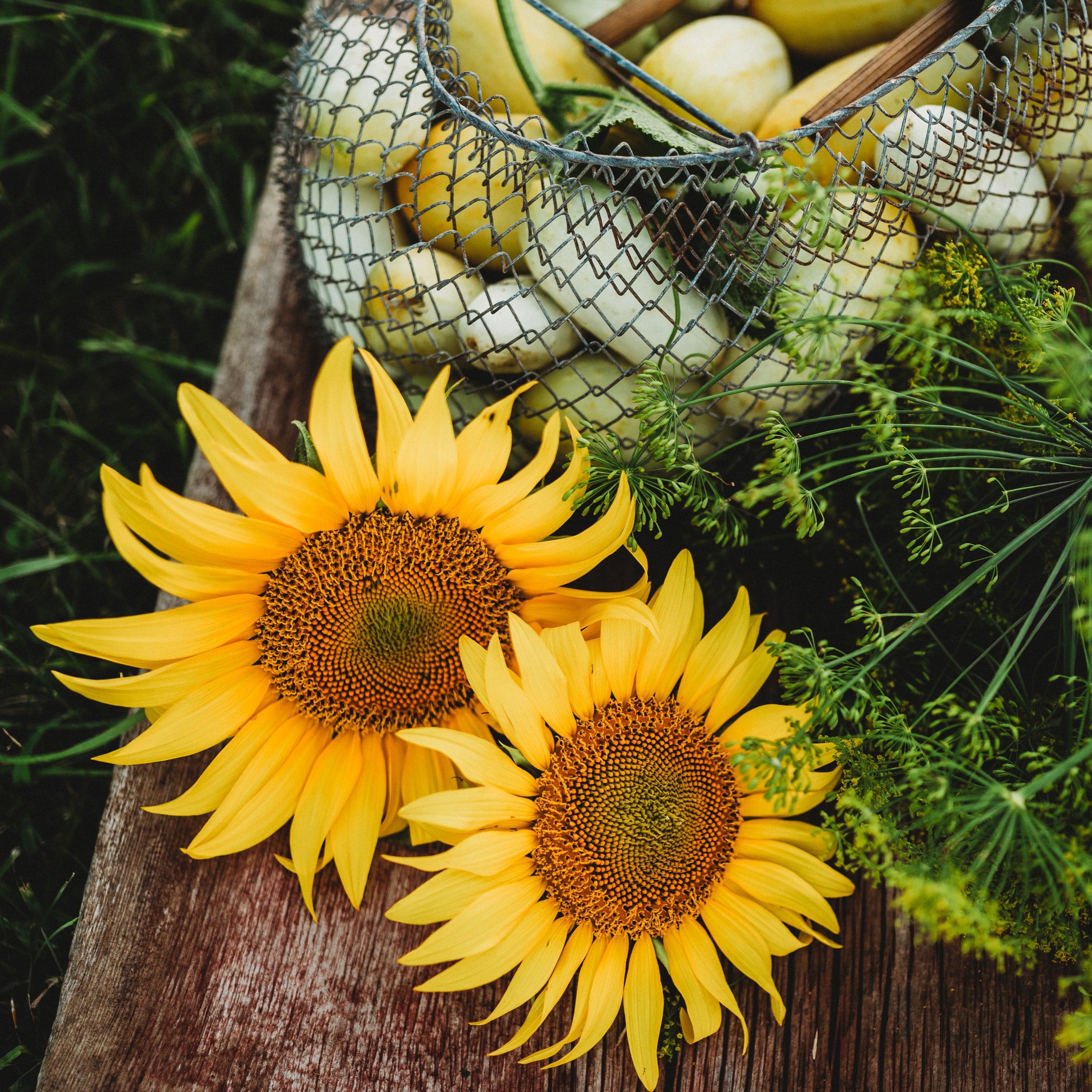Peredovik Black Seeded Sunflower - Thresh Seed Co.
